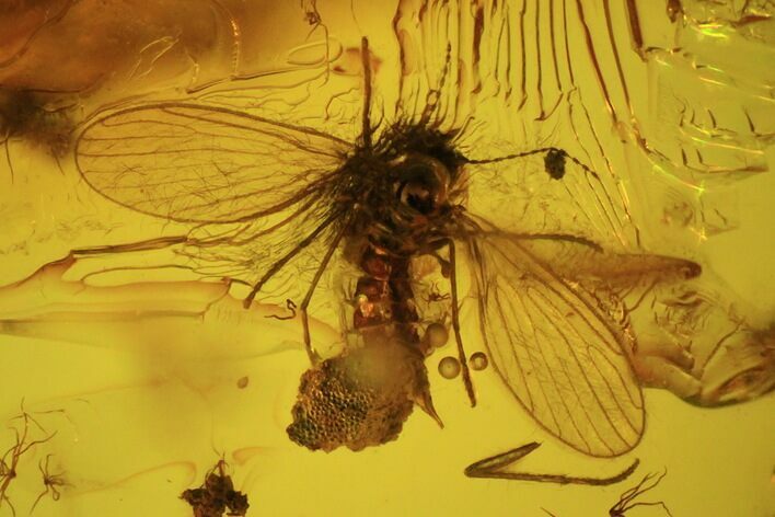 Fossil Fly, Mothfly & Plant In Baltic Amber #45143